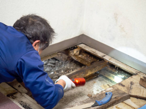 Best Mold Damage Repair  in Ramtown, NJ