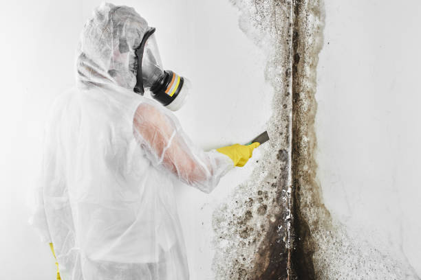 Best Mold Remediation  in Ramtown, NJ