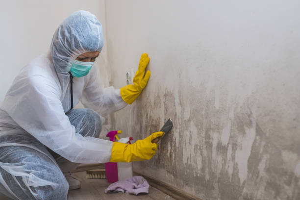 Best Mold Cleaning Services  in Ramtown, NJ