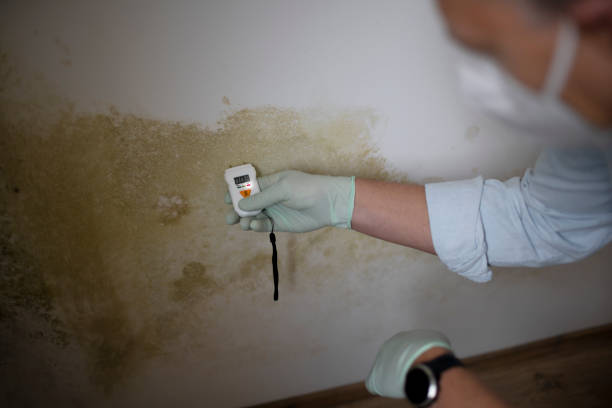 Best Professional Mold Removal  in Ramtown, NJ