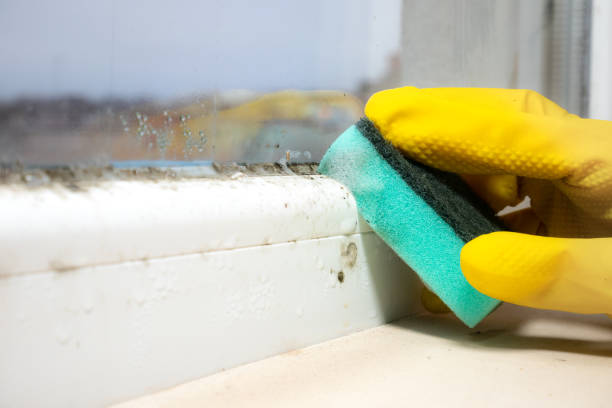 Best Fast Mold Removal  in Ramtown, NJ