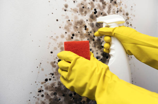 Best Commercial Mold Removal  in Ramtown, NJ