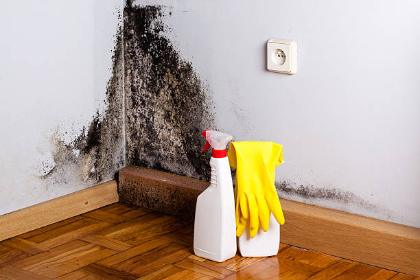 Trusted Ramtown, NJ Mold Removal Experts