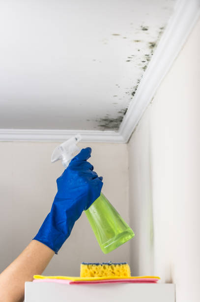 Best Mold Damage Repair  in Ramtown, NJ